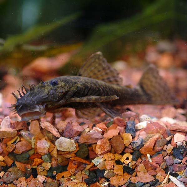 Bushy Nose Plecostomus Bushy Nose Plecostomus